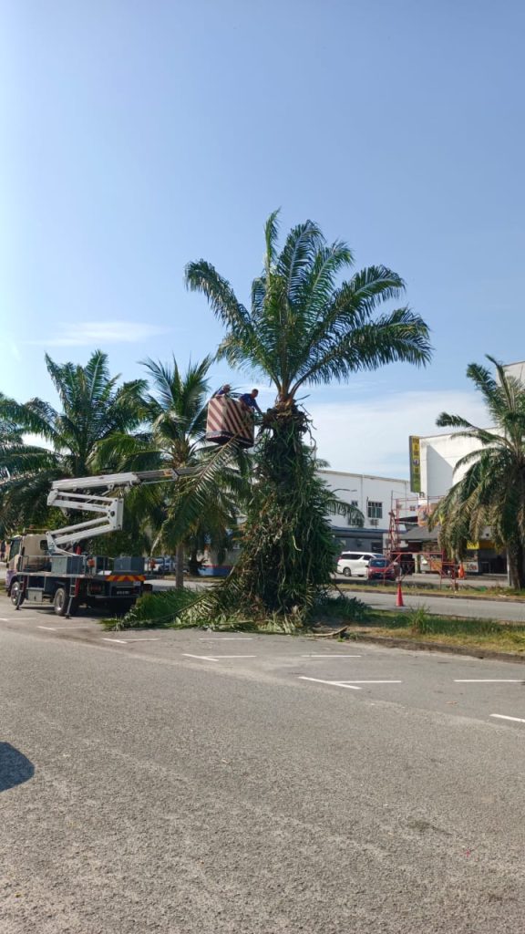 KERJA-KERJA PENYELENGGARAAN POKOK KELAPA SAWIT OLEH MAJLIS BANDARAYA ALOR SETAR