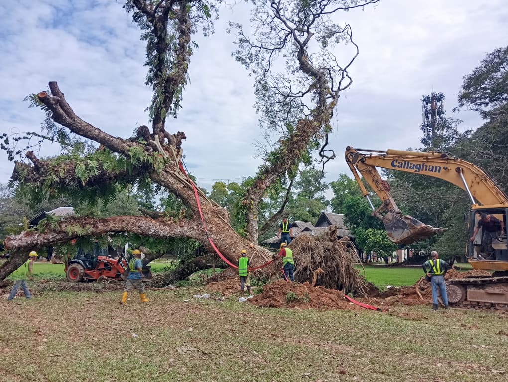 MBAS LAKSANA KERJA-KERJA PEMULIHARAAN POKOK BERUSIA LEBIH 100 TAHUN SUSULAN KEJADIAN RIBUT